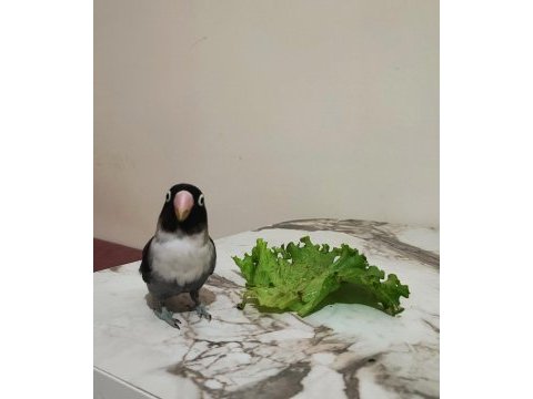 1 buçuk yaşında dişi cennet papağan