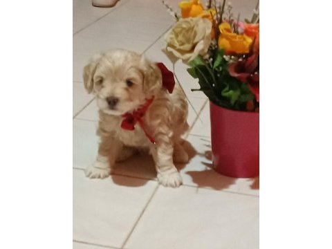 Erkek maltipoo