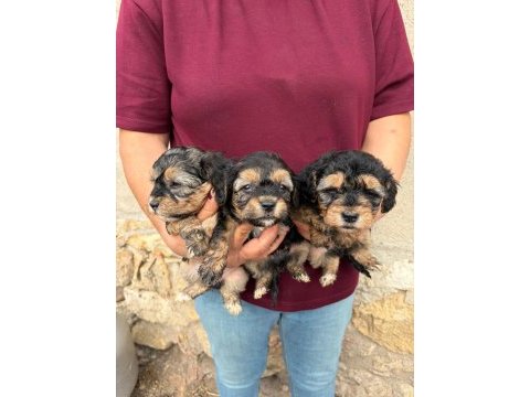 Sevgi dolu maltipoo yavrular yeni ailesini arıyor