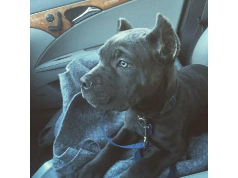 Sağlıl ve ırk garantili cane corso