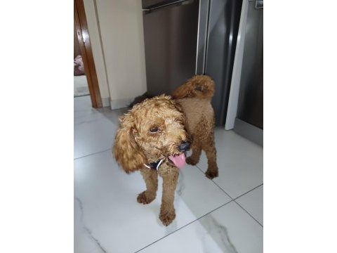 1.5 yaşında poodle