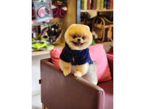 Show kalite 1 yaş pomeranian boo en iyisi