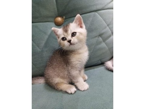 British shorthair silver point yavrular iki aylık