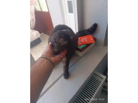 Van scottish fold kedimiz