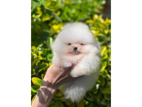 Pomeranian boo bebek yüz dişi yavrumuz