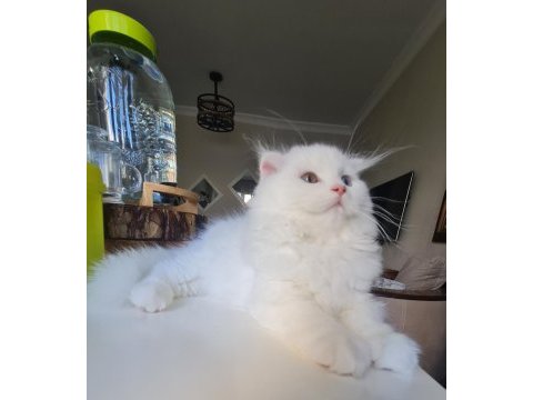 4 aylik erkek beyaz mavi gözlü