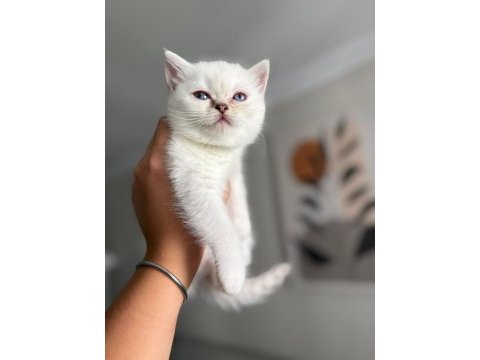 Pamuk prenses safkan british shorthair
