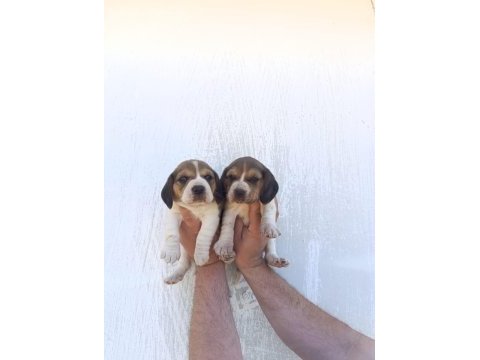 Beagle yavrular