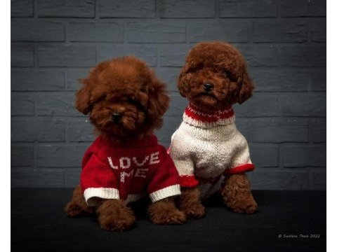 Minik poodle kurabiyeler