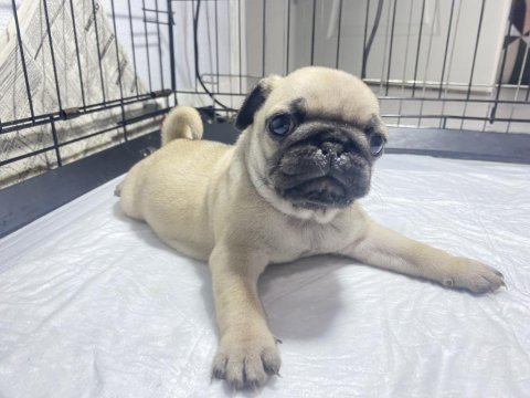 Pug mops yavrular