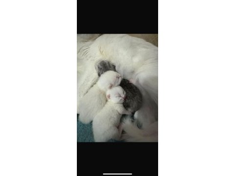 27 mart doğumlu scottish fold yavrular sahiplendirme