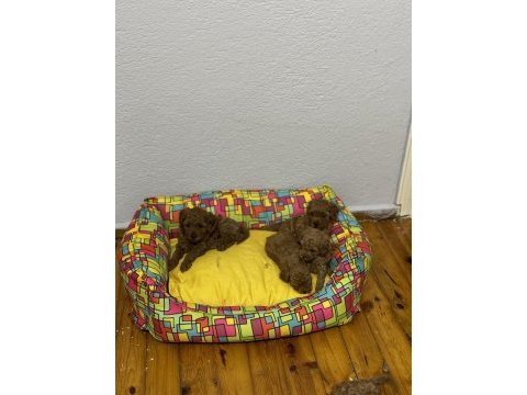 Teacup toy poodle