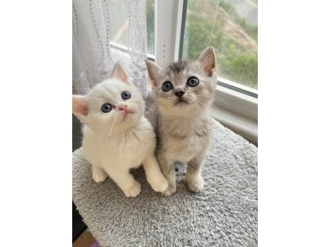 British shorthair