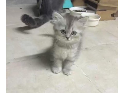 1 erkek ve 1 dişi scottish fold ve british longhair