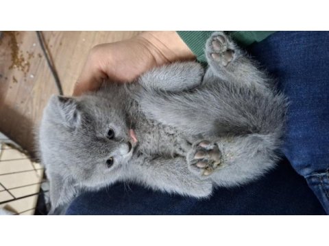 Çok sağlıklı british shorthair