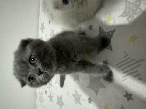 Yeni scottish fold yavrularımızı sahiplendireceğiz