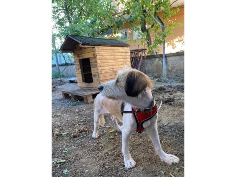 Köpeğimiz toprağı sahiplendirmek istiyoruz