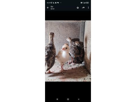 Hindi yavrularımız yuvasını arıyorlar