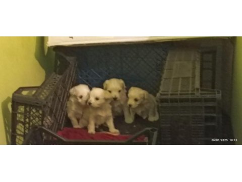 Maltese terrier yavrular