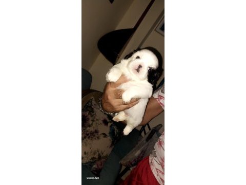 En güzel pekinez yavruları
