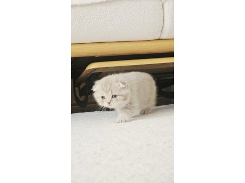 Scottish fold tatlışlerim