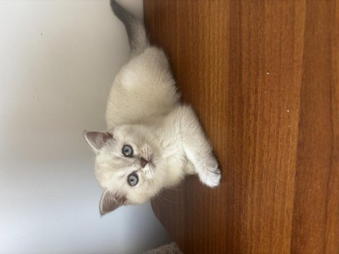 British shorthair lynx point