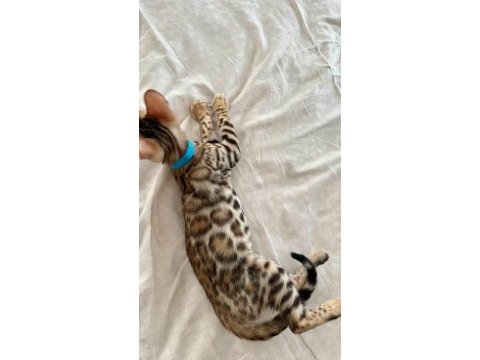 Bengal kedisi yavruları
