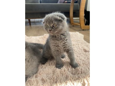 Scottish fold dişi ve erkek yavrular