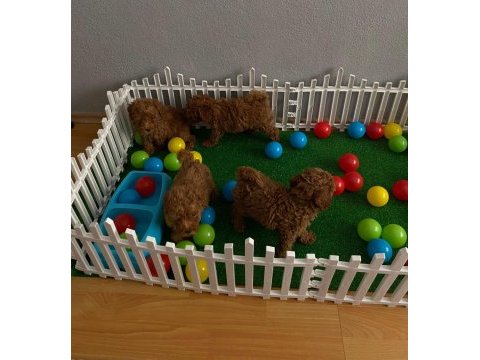 Red brown toy poodle yavrularım wc eğitimli