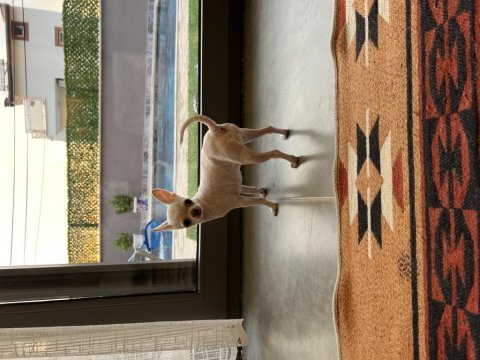 Teacup elma kafa yetişkin dişi chihuahua