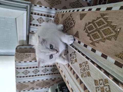 2 aylık dişi british shorthair özel ırk