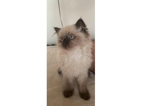 Scottish fold blue point dişi 50 günlük