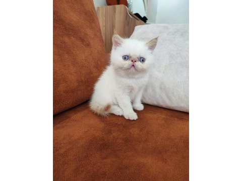 Bebekler yeni ailesine gitmeye hazır persian
