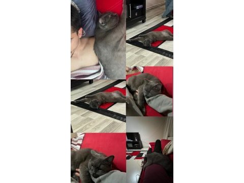 Kedimiz severini arıyor