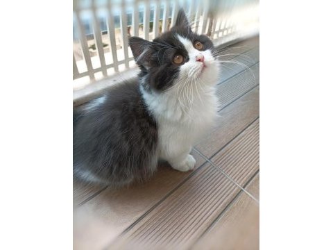 British shorthair ve british longhair yavrular