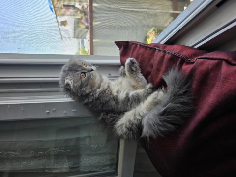 Sahiplendirilecek scottish fold