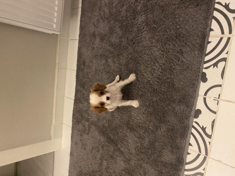 2 buçuk aylık cavalier king charles izmir