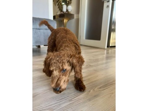 Toy poodle 4.5 aylık