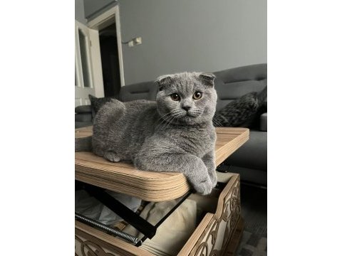Acil sahiplendirme scottish fold açıklamayı okuyun lütfen