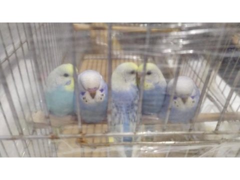 Yeni yeme düşen renk güzelleri muhabbet kuşlar