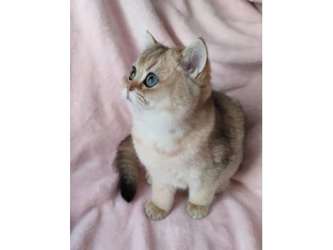 Şafkan british shorthair