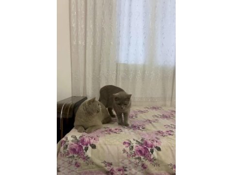 Detaylı bilgi için arayın british shorthair