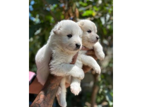 Yavrularımız ömür boyu ırk garantili samoyedler