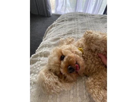 Yetişkin toy poodle köpeği
