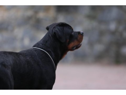 A şecereli 8 aylık dişi rottweiler