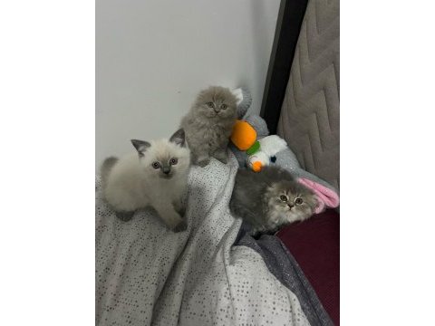 2 aylık blue point scottish fold