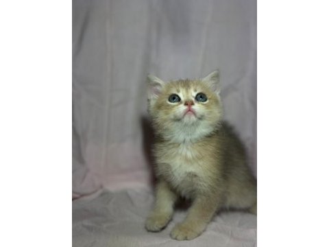 British golden bebekler