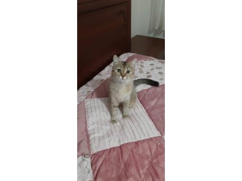 British shorthair güzel kızımız