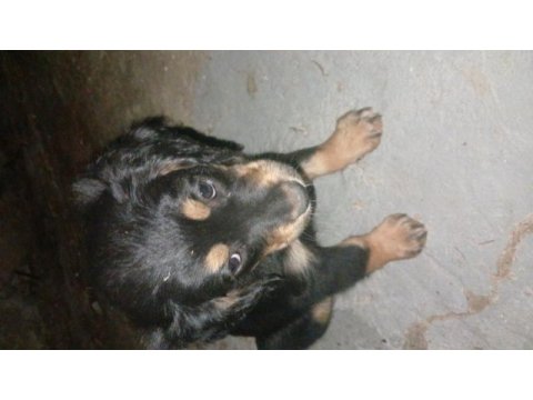 2 adet dişi yavru köpeğimiz