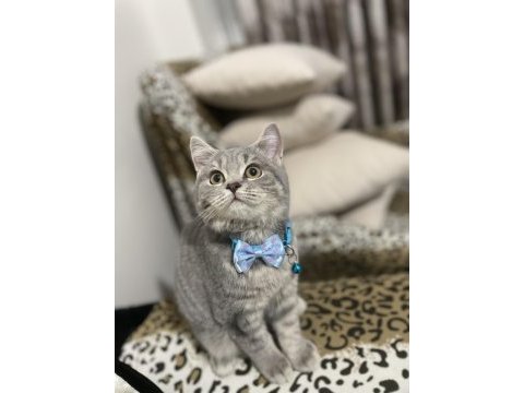 Çiftleştirme british shorthair